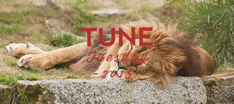Male lion sleeping on a rock